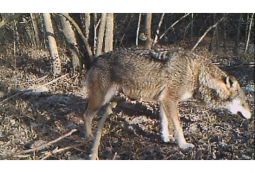 Lupo in Piemonte: Carosso scrive al Ministro della Transizione Ecologica Lupo in Piemonte: Carosso scrive al Ministro della Transizione Ecologica