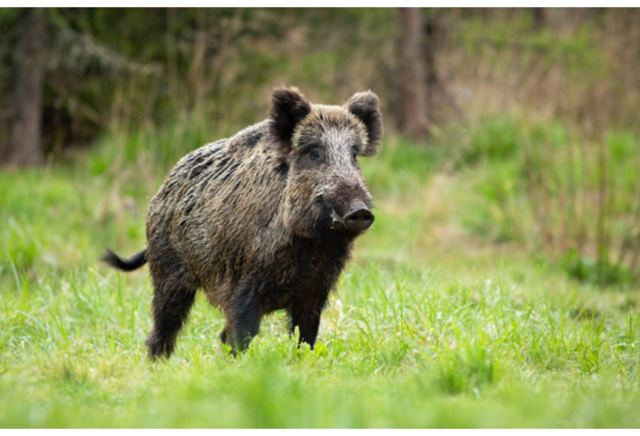 Danni animali selvatici, Coldiretti: “Regione intervenga rapidamente sul contenimento invece di pensare a filiere delle carni” Danni animali selvatici, Coldiretti: “Regione intervenga rapidamente sul contenimento invece di pensare a filiere delle carni”