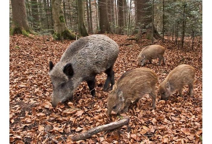 Peste suina africana: altri 22 casi tra i cinghiali del Novarese Peste suina africana: altri 22 casi tra i cinghiali del Novarese