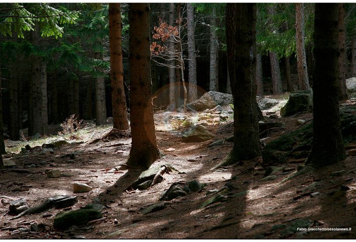 Sos Coldiretti sulla siccità boschiva: &quot;A rischio l'intero ecosistema forestale&quot;