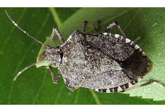 Cimice asiatica, dalla Regione  5,5 milioni per gli indennizzi alle aziende agricole