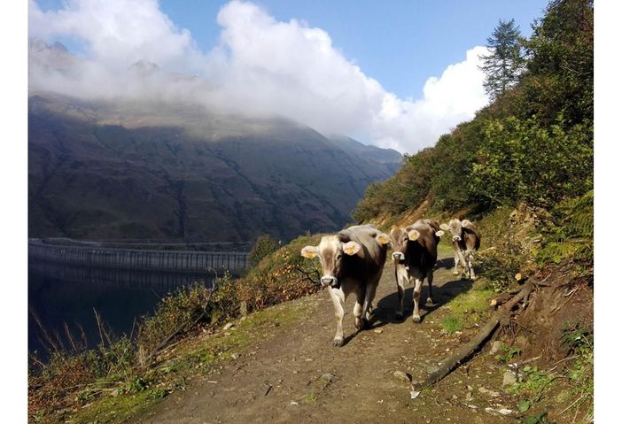 Confagricoltura e Coldiretti chiedono un piano per sostenere gli allevamenti bovini