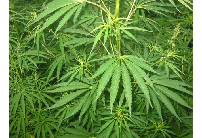 Grimaldi (LUV): "L’abuso di sostanze aumenta pericolosamente, ma la Regione non applica la DGR sulla riduzione del danno" Grimaldi (LUV): "L’abuso di sostanze aumenta pericolosamente, ma la Regione non applica la DGR sulla riduzione del danno"