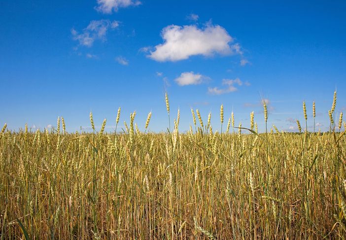 Coldiretti: &quot;25 milioni di tonnellate di cereali bloccati da invasione russa”