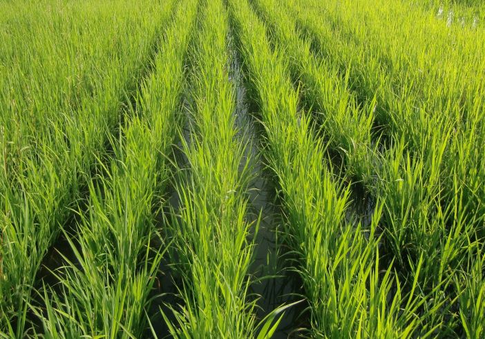 Coldiretti Piemonte: importante il tavolo riso per difendere nostri produttori da invasione asiatica Coldiretti Piemonte: importante il tavolo riso per difendere nostri produttori da invasione asiatica