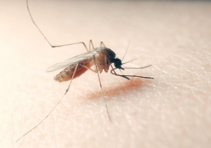 West Nile virus, un 85enne ricoverato a Novara