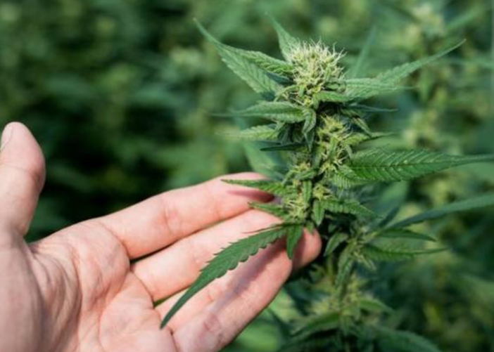 Stop alla vendita della "cannabis light"