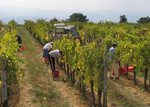 Domani dovrebbe essere firmata l'ordinanza per vietare il lavoro nelle ore più calde all'aperto Domani dovrebbe essere firmata l'ordinanza per vietare il lavoro nelle ore più calde all'aperto