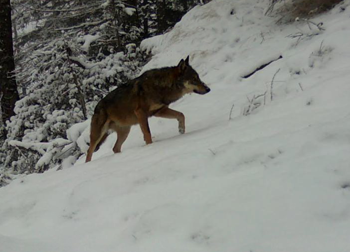 Coldiretti Piemonte: "Con l'aumento dei lupi si rischia lo spopolamento delle aree montane" Coldiretti Piemonte: "Con l'aumento dei lupi si rischia lo spopolamento delle aree montane"