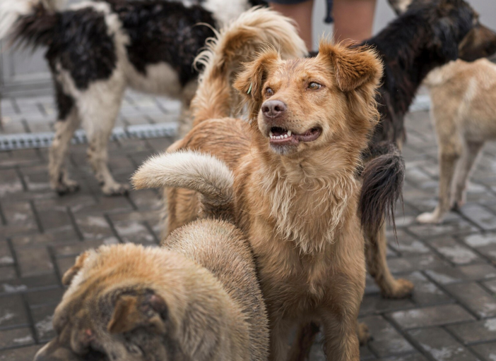 “Il Comune poteva fermarli”: il M5S attacca dopo i fuochi vicino al canile