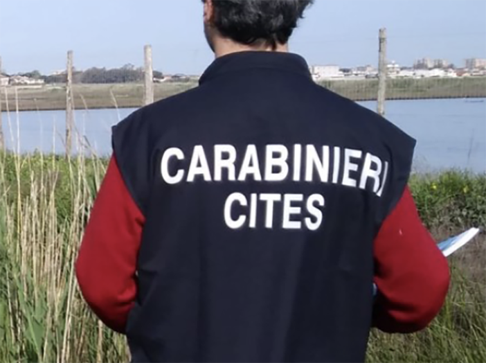 Bracconaggio ittico: smantellata organizzazione che operava in diverse regioni con sede logistica a Borgo Ticino Bracconaggio ittico: smantellata organizzazione che operava in diverse regioni con sede logistica a Borgo Ticino