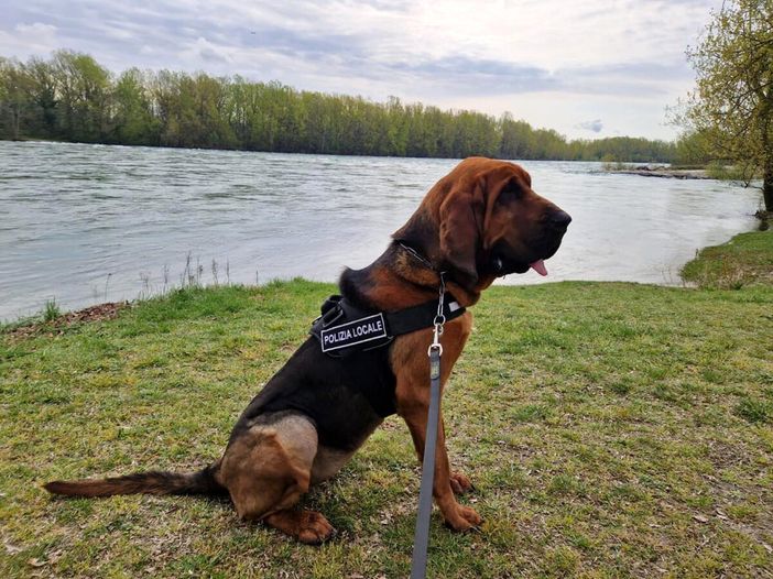 Dikra, il cane molecolare della Polizia Locale di Trecate, entra in servizio Dikra, il cane molecolare della Polizia Locale di Trecate, entra in servizio