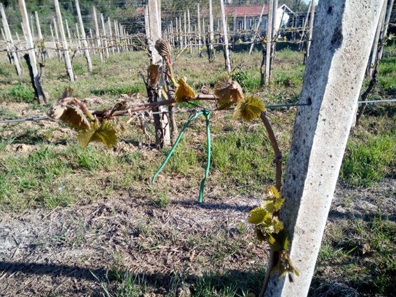 Il sollievo di Coldiretti: "Riconosciuto lo stato di calamità per le gelate dello scorso aprile" Il sollievo di Coldiretti: "Riconosciuto lo stato di calamità per le gelate dello scorso aprile"