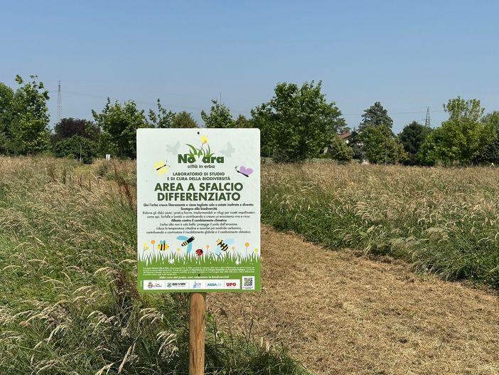 Erba alta per la biodiversità: a Novara il verde urbano parla alle api Erba alta per la biodiversità: a Novara il verde urbano parla alle api