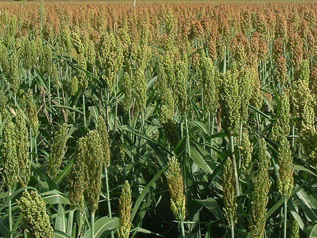 Allerta sorgo per il bestiame: le raccomandazioni di Asl Novara agli allevatori Allerta sorgo per il bestiame: le raccomandazioni di Asl Novara agli allevatori