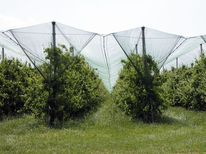 La Regione investe 5 milioni di euro per proteggere le imprese agricole da grandinate e gelate tardive