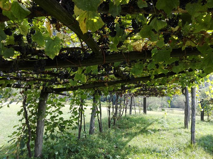 Vendemmia, Coldiretti: per braccianti dai paesi dell’est ridurre burocrazia e semplificare voucher agricolo