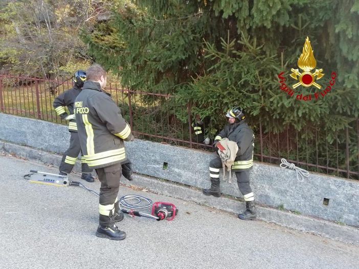 I Vigili del Fuoco salvano un capriolo incastrato in una recinzione di Nebbiuno