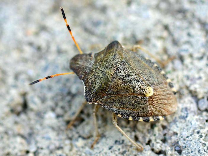 80 milioni per contrasto a cimice asiatica, Coldiretti Piemonte: "Passo importante per aiutare le imprese colpite"