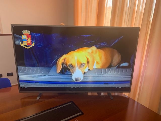 Oro gioielli e pietre preziose: tre alla sbarra. Avevano rubato anche un cane Oro gioielli e pietre preziose: tre alla sbarra. Avevano rubato anche un cane