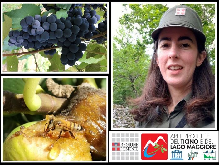 Parco Ticino Lago Maggiore: una settimana europea dei parchi virtuale Parco Ticino Lago Maggiore: una settimana europea dei parchi virtuale