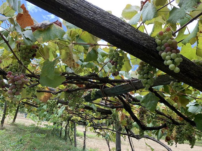 Dodici Comuni del novarese in lizza per diventare “Città europea del vino 2024” Dodici Comuni del novarese in lizza per diventare “Città europea del vino 2024”