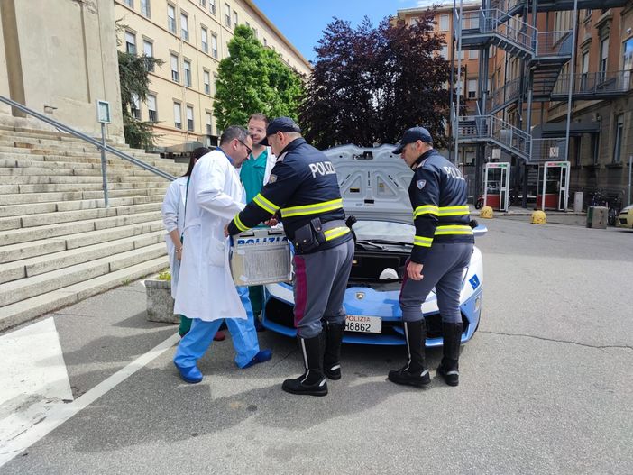 Lamborghini Huracán della polizia per il trasporto urgente di un rene da Novara a Roma Lamborghini Huracán della polizia per il trasporto urgente di un rene da Novara a Roma