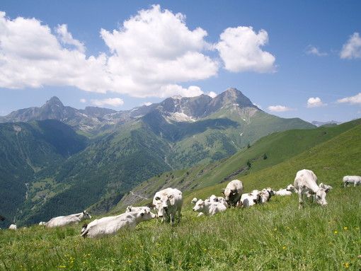 Lega: &quot;La valorizzazione del pastoralismo e dell’alpeggio è legge&quot;