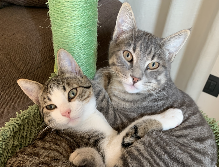 Domani l’incontro “Gattoniamo Insieme”: un supporto prezioso per chi vive con bebè e animali domestici