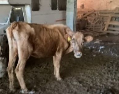 Animali senza acqua e cibo in un allevamento nel novarese, indaga la Procura