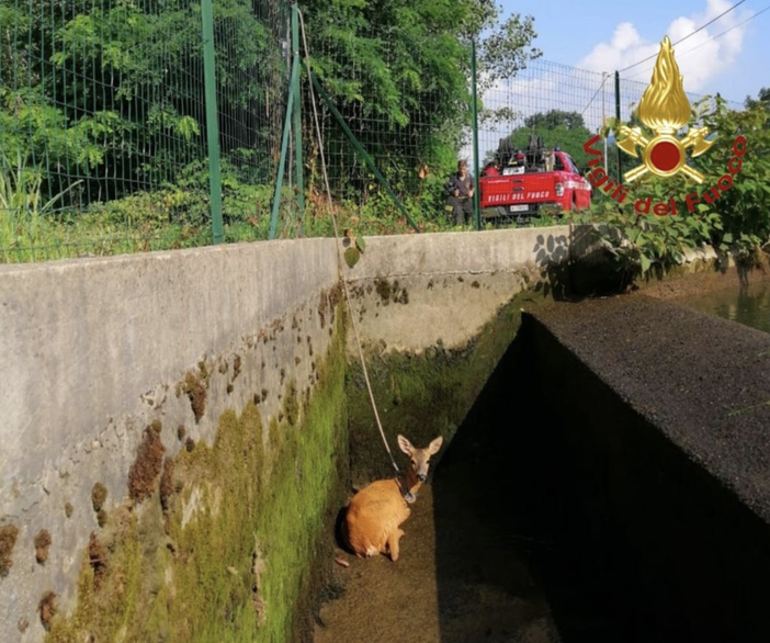 Borgomanero: capriolo cade all'interno del canale Mora, salvato dai vigili del fuoco