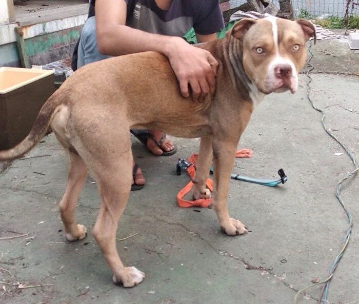 Il comune di Novara lancia una campagna contro l’abbandono degli animali