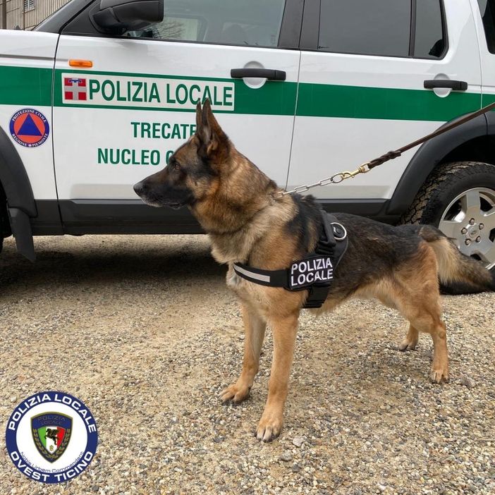 Trecate, il cane antidroga scopre spacciatore