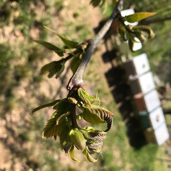 Anche le api danneggiate dalle gelate di inizio aprile: Aspromiele chiede lo stato di calamità