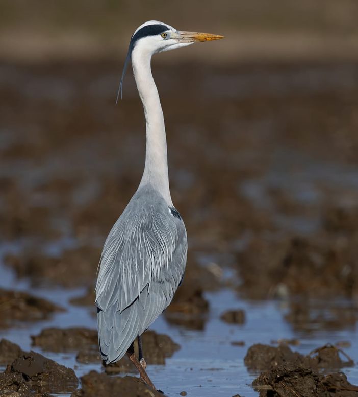 Cento anni della garzaia di Casalino: convegno e visita guidata per celebrare la colonia storica