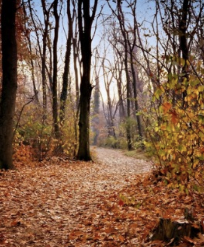 “Novembre al Parco”: il contest TikTok sulla magia dell’autunno tra Ticino e Lago Maggiore