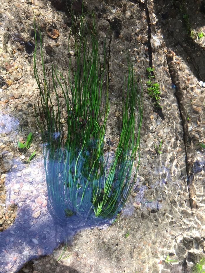 Ambiente, ritrovata nei canali a Novara felce acquatica rara