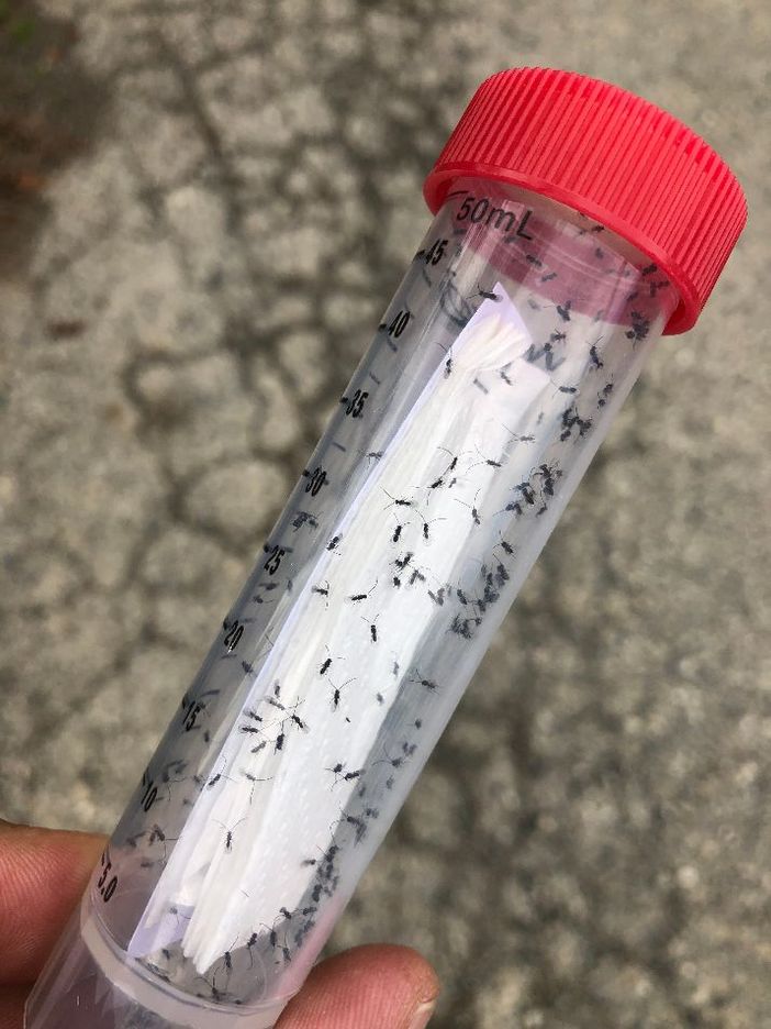 In Piemonte lotta biologica contro la Drosophila suzukii