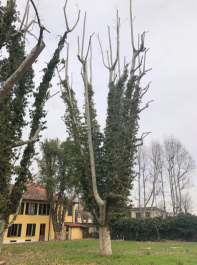 La provincia ha avviato le potature degli alberi nelle sedi degli istituti scolastici di Novara