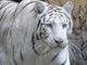 Tragedia allo zoo in Ucraina, tigre bianca sbrana e uccide un uomo