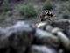 Attacco contro turisti nel Kashmir, 24 morti