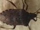 Malattia di Chagas spaventa l'America Latina, circa 6 mln convivono con l'infezione parassitaria