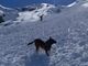 Neve sulle montagne piemontesi: il Soccorso Alpino anticipa l'attivazione dell'unità cinofila da valanga Neve sulle montagne piemontesi: il Soccorso Alpino anticipa l'attivazione dell'unità cinofila da valanga