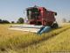 Caporalato in agricoltura, la Commissione Legalità: “Fenomeno complesso, servono interventi strutturali”