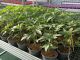 Savona, smantellata rete dedita al traffico internazionale di droga