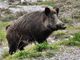 Peste suina, Coldiretti Piemonte lancia l'allarme: &quot;A rischio 3 mila aziende, basta assistere all'abbattimento di animali sani&quot;