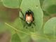 Allarme Popillia japonica: Confagricoltura chiede interventi urgenti