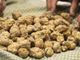 Al via il bando per la salvaguardia del tartufo bianco pregiato