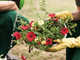 Import di fiori e piante in Italia raddoppiato in 5 anni: Coldiretti chiede reciprocità per tutelare i produttori nazionali Import di fiori e piante in Italia raddoppiato in 5 anni: Coldiretti chiede reciprocità per tutelare i produttori nazionali