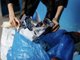 Novara, domenica 28 settembre la raccolta rifiuti di Plastic Free con Comune e Assa Novara, domenica 28 settembre la raccolta rifiuti di Plastic Free con Comune e Assa